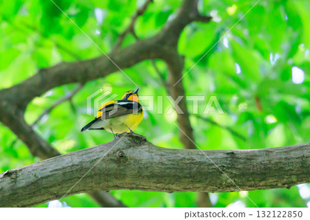With its colorful appearance, it sings beautifully in the summer to attract females. 132122850