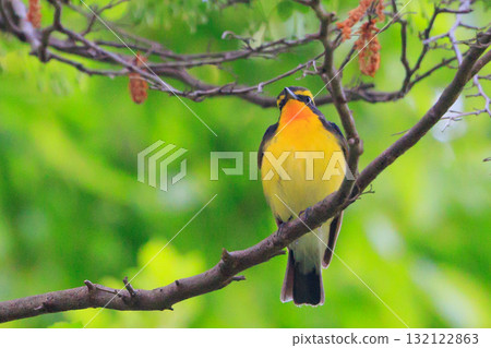 With its colorful appearance, it sings beautifully in the summer to attract females. With its colorful appearance, it sings beautifully in the summer to attract females. 132122863