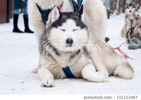 Husky rests on snow during a winter dog sledding activity in a remote location 132122867