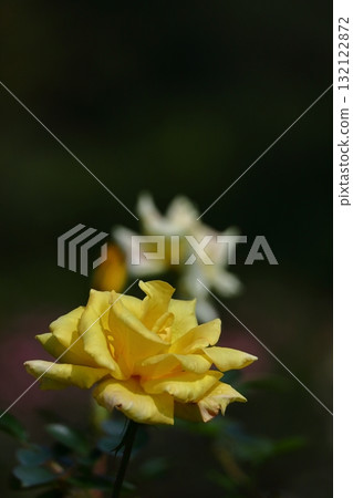花的女王 花的女王 132122872
