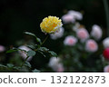 花的女王 132122873