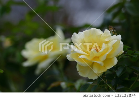 花的女王 花的女王 132122874