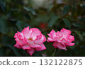 花的女王 132122875
