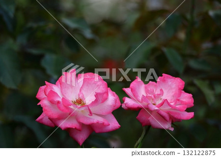 Queen of flowers Queen of flowers 132122875