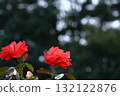 花的女王 132122876
