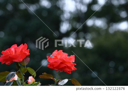 Queen of flowers Queen of flowers 132122876