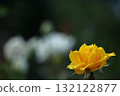 花的女王 132122877