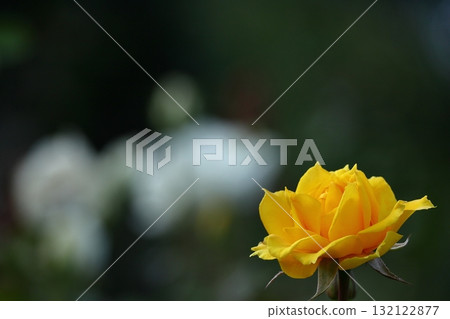 Queen of flowers Queen of flowers 132122877