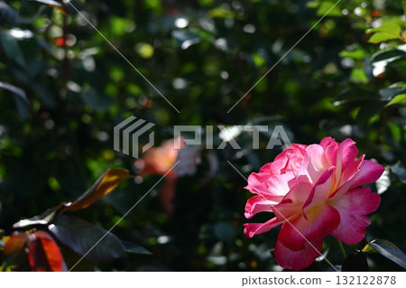 Queen of flowers Queen of flowers 132122878