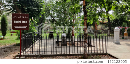 Bodhi Tree Planted at Taxila Museum Descendant of Original Tree from Bodh Gaya Symbolizing Buddhist Enlightenment Bodhi Tree Planted at Taxila Museum Descendant of Original Tree from Bodh Gaya Symbolizing Buddhist Enlightenment 132122905