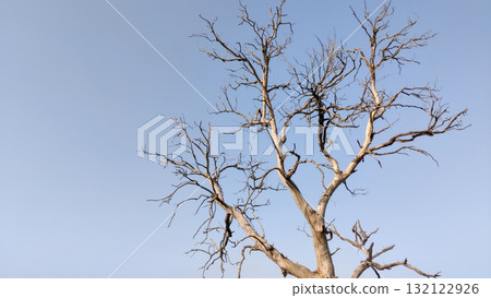 Dramatic leafless tree standing tall against a clear blue sky during winter season Dramatic leafless tree standing tall against a clear blue sky during winter season 132122926