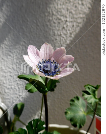 Original species anemone white Original species anemone white 132122970