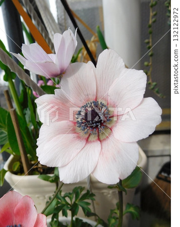 Original species anemone white 132122972