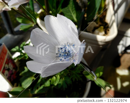 原種海葵白色 原種海葵白色 132122974