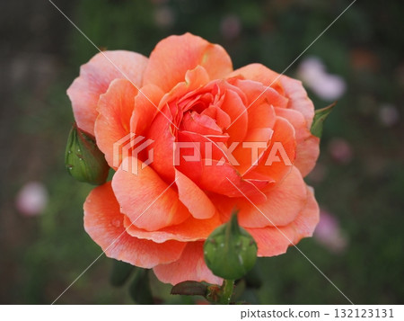 Colorful rose flowers Colorful rose flowers 132123131