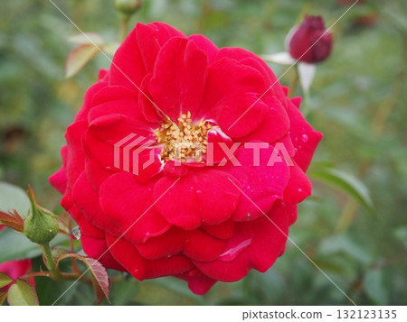 七彩玫瑰花朵 七彩玫瑰花朵 132123135