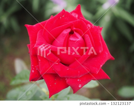 Colorful rose flowers 132123137