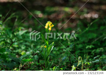 A ground-based yellow orchid that grows in the forests of mountains and hills. 132123144