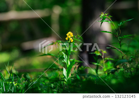 A ground-based yellow orchid that grows in the forests of mountains and hills. 132123145