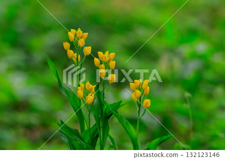 一種生長在山地和丘陵森林中的地基黃色蘭花。 132123146