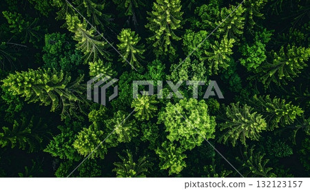 茂密森林的鳥瞰圖 茂密森林的鳥瞰圖 132123157