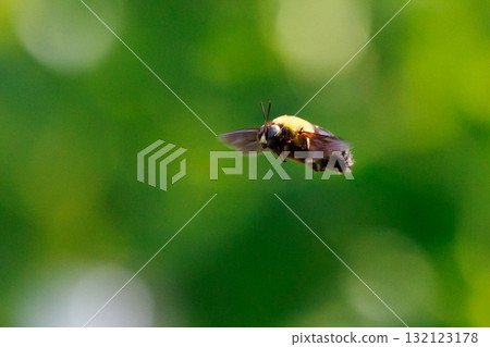 It is misunderstood as ferocious because of its loud body and wings, but it is surprisingly mild-mannered bee. It is misunderstood as ferocious because of its loud body and wings, but it is surprisingly mild-mannered bee. 132123178