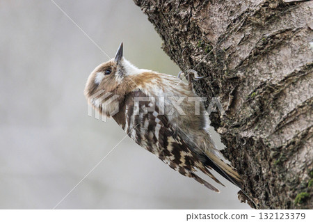 The smallest woodpecker in Japan 132123379