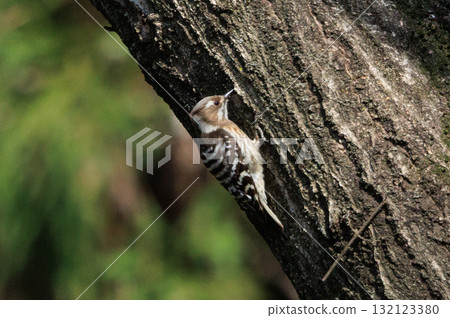 The smallest woodpecker in Japan The smallest woodpecker in Japan 132123380