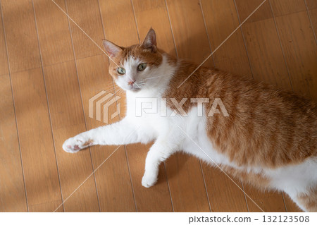 A cute cat lying down and relaxing - brown tabby and white 132123508