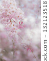 Fantastic weeping cherry blossoms in full bloom 132123518