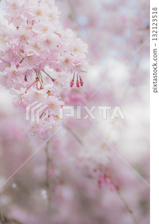 Fantastic weeping cherry blossoms in full bloom Fantastic weeping cherry blossoms in full bloom 132123518