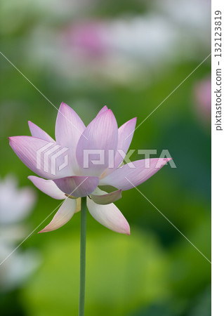 蓮花 蓮花 132123819