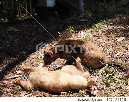 Cute kitten playing with cat toy 132124126