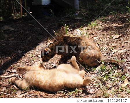 Cute kitten playing with cat toy 132124127