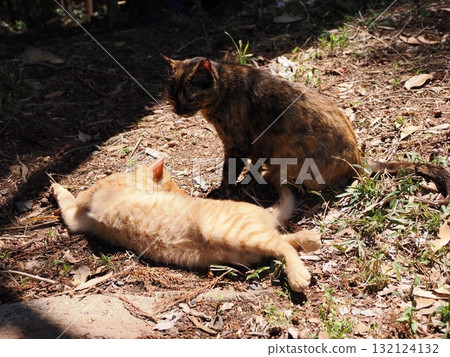 Cute kitten playing with cat toy 132124132