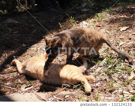 Cute kitten playing with cat toy 132124133