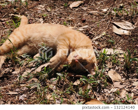 Cute kitten playing with cat toy 132124140