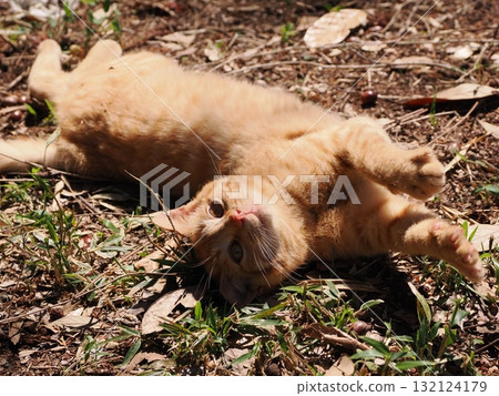 Cute kitten playing with cat toy Cute kitten playing with cat toy 132124179