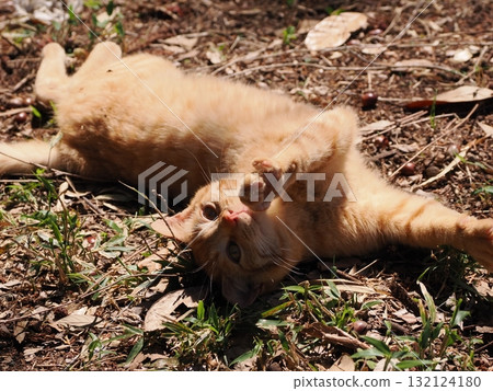 Cute kitten playing with cat toy 132124180