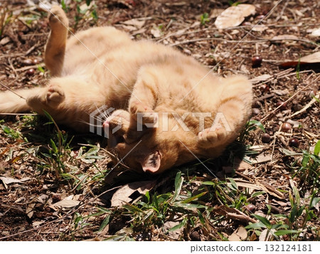 Cute kitten playing with cat toy 132124181