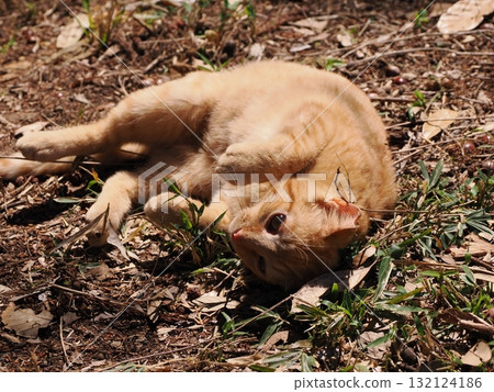 Cute kitten playing with cat toy 132124186