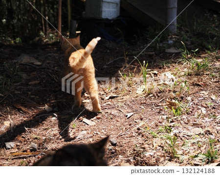 Cute kitten playing with cat toy Cute kitten playing with cat toy 132124188