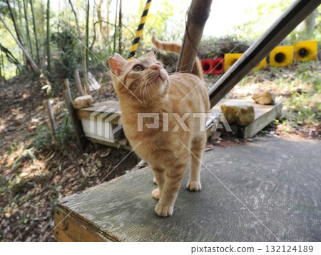 Cute kitten playing with cat toy 132124189