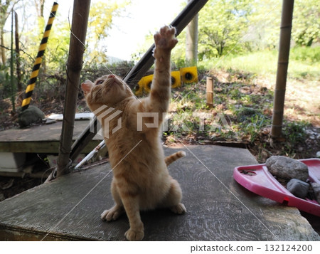 可愛的小貓玩貓玩具 可愛的小貓玩貓玩具 132124200