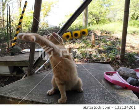 可愛的小貓玩貓玩具 132124201