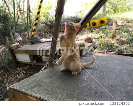 Cute kitten playing with cat toy 132124202