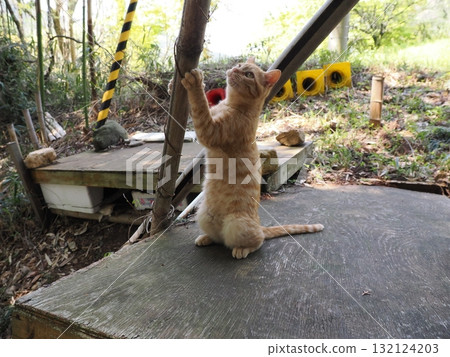Cute kitten playing with cat toy 132124203
