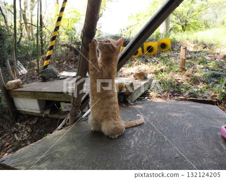 Cute kitten playing with cat toy Cute kitten playing with cat toy 132124205