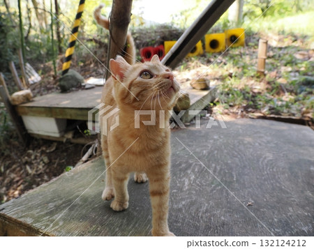 Cute kitten playing with cat toy 132124212
