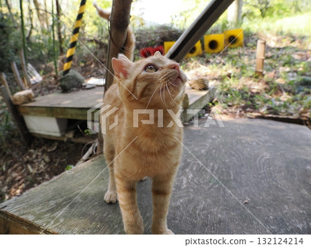 Cute kitten playing with cat toy 132124214